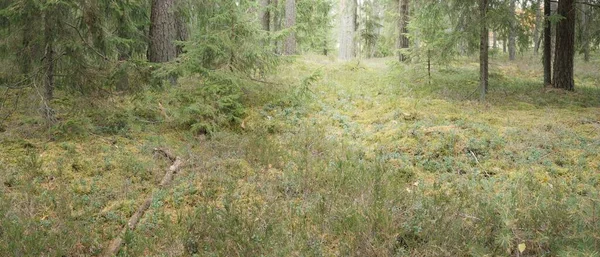 Panoramic View Majestic Evergreen Forest Mighty Pine Spruce Trees Moss — Zdjęcie stockowe