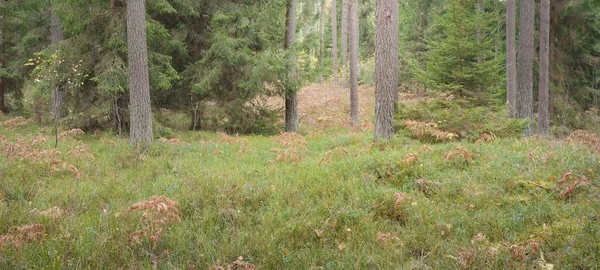 Panoramic View Majestic Evergreen Forest Mighty Pine Spruce Trees Moss — Fotografia de Stock