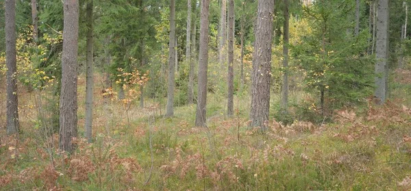 Görkemli Evergreen Ormanı 'nın panoramik manzarası. Güçlü çam ve çam ağaçları, yosun, eğrelti otu, bitkiler. Sis, sis, yumuşak güneş ışığı. Atmosferik manzara. Doğa, çevre, ekoloji. İsveç, İskandinavya