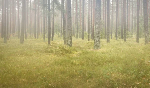 Görkemli Evergreen Ormanı 'nın panoramik manzarası. Güçlü çam ve çam ağaçları, yosun, eğrelti otu, bitkiler. Sis, sis, yumuşak güneş ışığı. Atmosferik manzara. Doğa, çevre, ekoloji. İsveç, İskandinavya