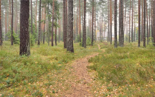 Görkemli Evergreen Ormanı 'na giden yol. Güçlü çam ve çam ağaçları, yosun, eğrelti otu, bitkiler. Sis. Bulutlu bir gün. Atmosferik manzara. Doğa, çevre, ekoloji. İsveç, İskandinavya
