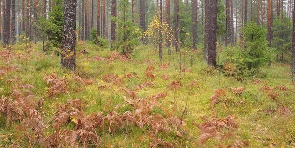 Pathway Evergreen Forest Mighty Pine Spruce Trees Golden Fern Leaves — Stok fotoğraf