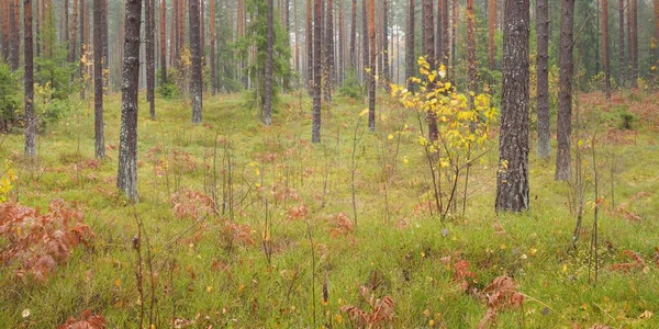 Panoramic View Majestic Evergreen Forest Mighty Pine Spruce Trees Moss — Zdjęcie stockowe