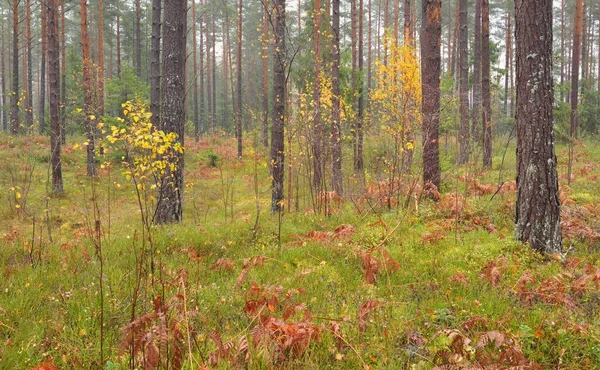 Pathway Door Het Altijd Groene Bos Machtige Dennen Sparren Bomen — Stockfoto