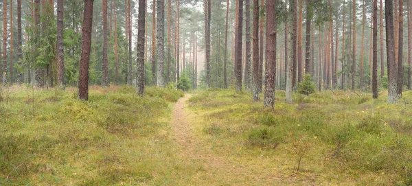 Görkemli Evergreen Ormanı 'na giden yol. Güçlü çam ve çam ağaçları, yosun, eğrelti otu, bitkiler. Sis. Bulutlu bir gün. Atmosferik manzara. Doğa, çevre, ekoloji. İsveç, İskandinavya