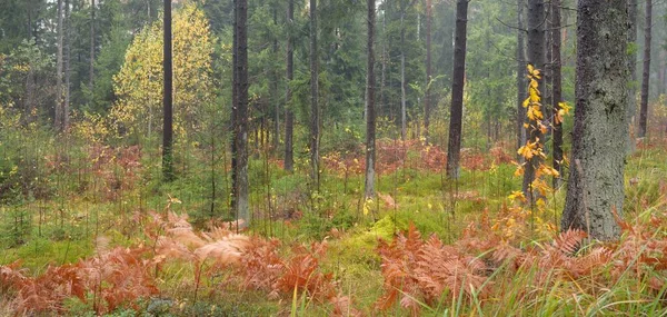 Sonsuz yeşil ormanın içinden geçen yol. Güçlü çam ve çam ağaçları, altın eğreltiotu yaprakları, yosunlar, bitkiler. Yumuşak güneş ışığı. Atmosferik manzara. Sonbahar renkleri. Doğa, mevsimler, ekoloji, ekotuizm