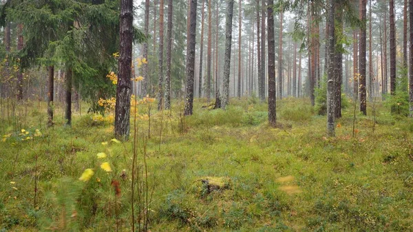 Görkemli Evergreen Ormanı 'nın panoramik manzarası. Güçlü çam ve çam ağaçları, yosun, eğrelti otu, bitkiler. Sis, sis, yumuşak güneş ışığı. Atmosferik manzara. Doğa, çevre, ekoloji. İsveç, İskandinavya