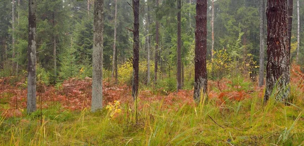 Pathway Evergreen Forest Mighty Pine Spruce Trees Golden Fern Leaves — Stock Photo, Image