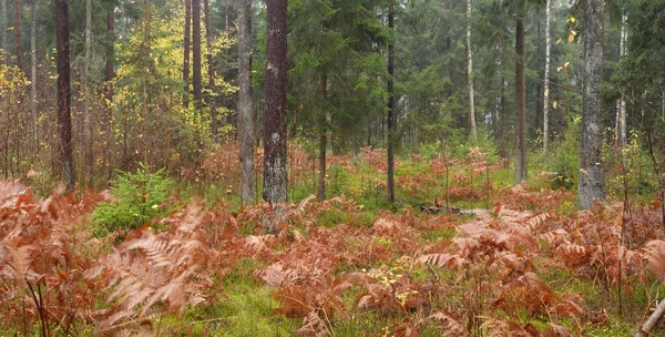 Pathway Door Het Altijd Groene Bos Machtige Dennen Sparren Bomen — Stockfoto