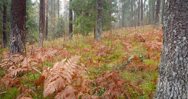 Sonsuz yeşil ormanın içinden geçen yol. Güçlü çam ve çam ağaçları, altın eğreltiotu yaprakları, yosunlar, bitkiler. Yumuşak güneş ışığı. Atmosferik manzara. Sonbahar renkleri. Doğa, mevsimler, ekoloji, ekotuizm