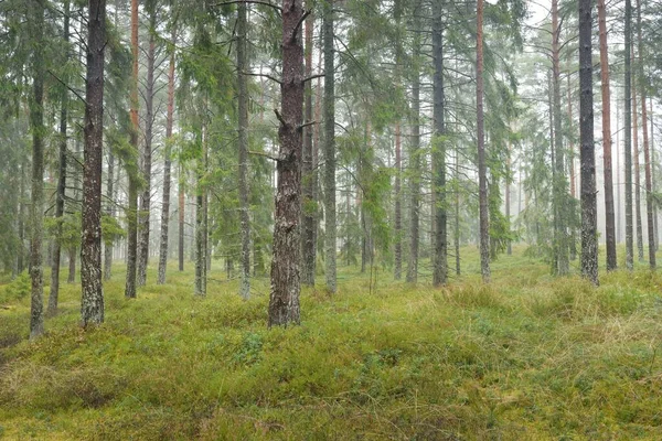 Panoramisch Uitzicht Het Majestueuze Altijdgroene Bos Machtige Dennen Sparren Bomen — Stockfoto