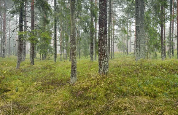 Panoramic View Majestic Evergreen Forest Mighty Pine Spruce Trees Moss — Stockfoto