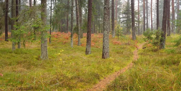 Camino Través Del Majestuoso Bosque Siempreverde Poderosos Pinos Abetos Musgos —  Fotos de Stock