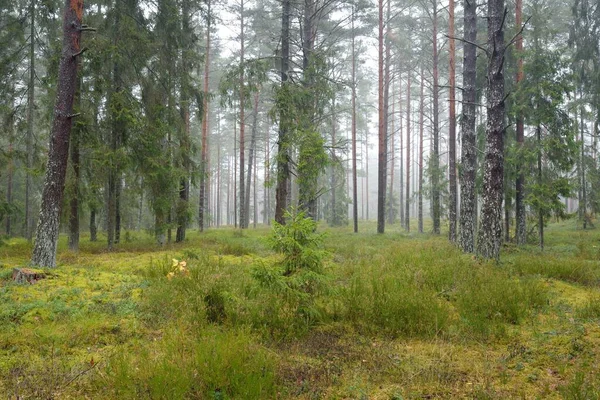 Vista Panoramica Sulla Maestosa Foresta Sempreverde Potenti Pini Abeti Rossi — Foto Stock