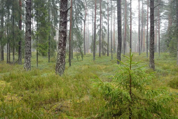 Panoramic View Majestic Evergreen Forest Mighty Pine Spruce Trees Moss — Zdjęcie stockowe