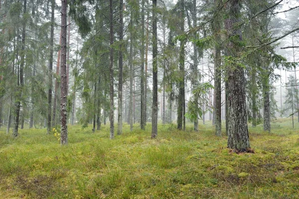 Панорамный Вид Величественный Вечнозеленый Лес Могучие Сосны Ели Мох Папоротник — стоковое фото