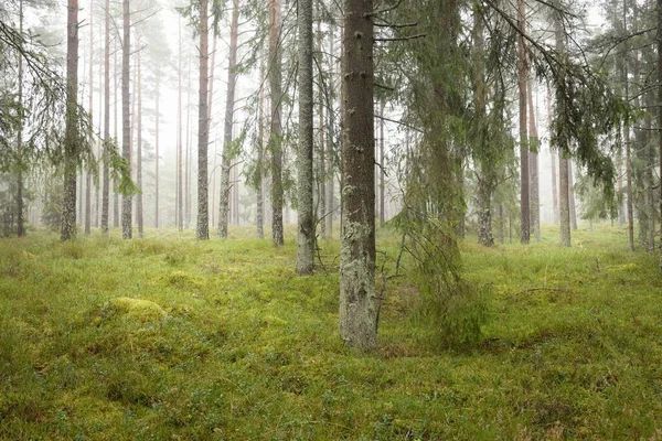 Görkemli Evergreen Ormanı 'nın panoramik manzarası. Güçlü çam ve çam ağaçları, yosun, eğrelti otu, bitkiler. Sis, sis, yumuşak güneş ışığı. Atmosferik manzara. Doğa, çevre, ekoloji. İsveç, İskandinavya