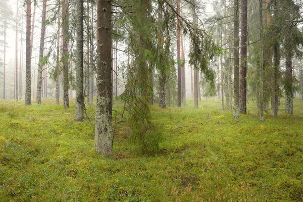 Панорамный Вид Величественный Вечнозеленый Лес Могучие Сосны Ели Мох Папоротник — стоковое фото