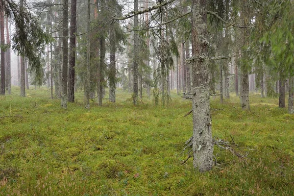 Panorámás Kilátás Nyílik Fenséges Örökzöld Erdőben Hatalmas Fenyő Lucfenyő Moha — Stock Fotó