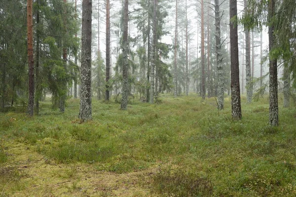 Görkemli Evergreen Ormanı 'nın panoramik manzarası. Güçlü çam ve çam ağaçları, yosun, eğrelti otu, bitkiler. Sis, sis, yumuşak güneş ışığı. Atmosferik manzara. Doğa, çevre, ekoloji. İsveç, İskandinavya