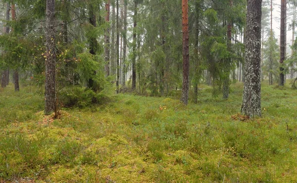 Görkemli Evergreen Ormanı 'nın panoramik manzarası. Güçlü çam ve çam ağaçları, yosun, eğrelti otu, bitkiler. Sis, sis, yumuşak güneş ışığı. Atmosferik manzara. Doğa, çevre, ekoloji. İsveç, İskandinavya