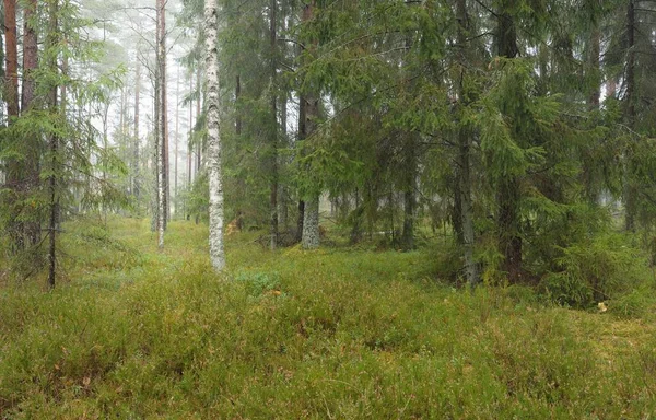 Görkemli Evergreen Ormanı 'nın panoramik manzarası. Güçlü çam ve çam ağaçları, yosun, eğrelti otu, bitkiler. Sis, sis, yumuşak güneş ışığı. Atmosferik manzara. Doğa, çevre, ekoloji. İsveç, İskandinavya