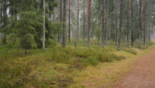 Cesta Přes Majestátní Věčně Zelený Les Mohutné Borovice Smrky Mech — Stock fotografie