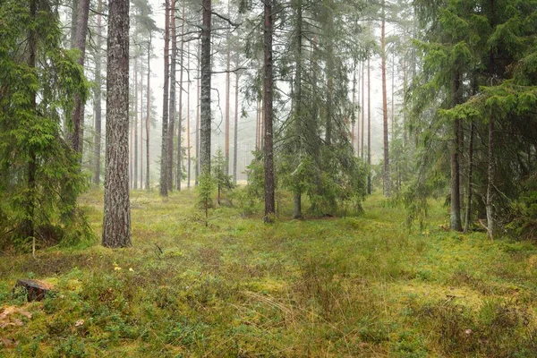 Panoramic View Majestic Evergreen Forest Mighty Pine Spruce Trees Moss — Stockfoto