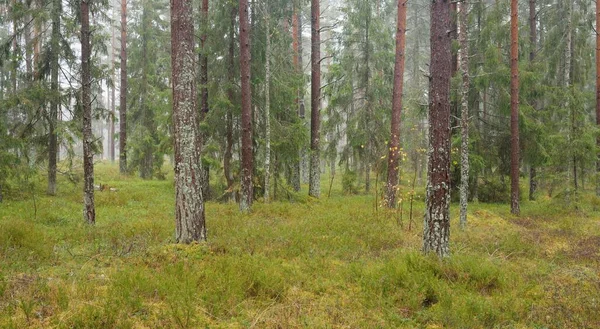 雄大な常緑樹林のパノラマビュー 強大な松やトウヒの木 柔らかい日差し 大気の風景 自然環境生態学 スウェーデン スカンディナヴィア — ストック写真