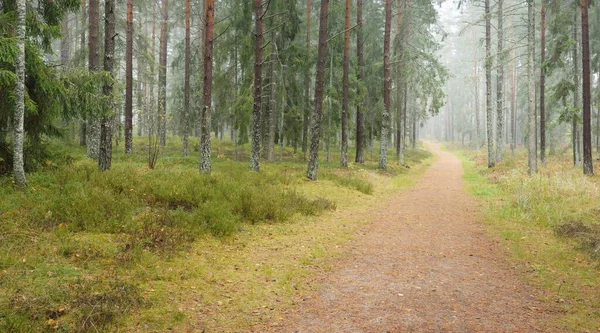 Ścieżka Przez Majestatyczny Wiecznie Zielony Las Potężne Sosny Świerki Mech — Zdjęcie stockowe