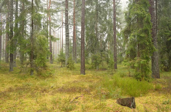 Panoramic View Majestic Evergreen Forest Mighty Pine Spruce Trees Moss — стоковое фото