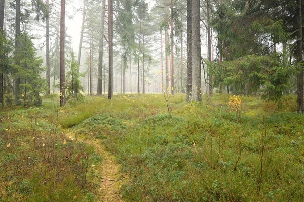 Pathway Majestic Evergreen Forest Mighty Pine Spruce Trees Moss Fern — Fotografia de Stock