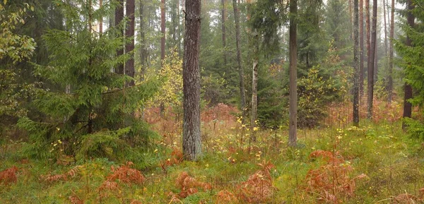 Sonsuz yeşil ormanın içinden geçen yol. Güçlü çam ve çam ağaçları, altın eğreltiotu yaprakları, yosunlar, bitkiler. Yumuşak güneş ışığı. Atmosferik manzara. Sonbahar renkleri. Doğa, mevsimler, ekoloji, ekotuizm