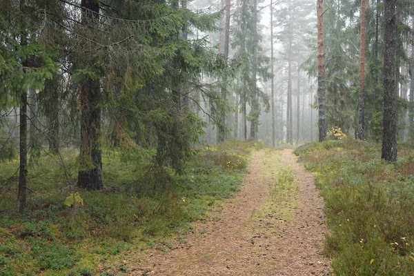Pathway Door Het Majestueuze Groenblijvende Bos Machtige Dennen Sparren Bomen — Stockfoto