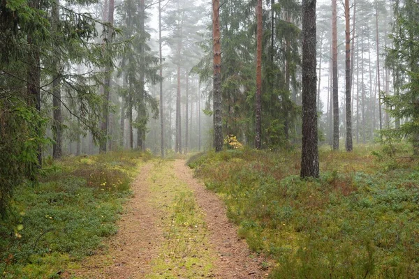 Pathway Majestic Evergreen Forest Mighty Pine Spruce Trees Moss Fern — 스톡 사진