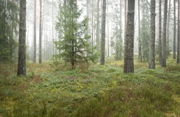 Görkemli Evergreen Ormanı 'nın panoramik manzarası. Güçlü çam ve çam ağaçları, yosun, eğrelti otu, bitkiler. Sis, sis, yumuşak güneş ışığı. Atmosferik manzara. Doğa, çevre, ekoloji. İsveç, İskandinavya