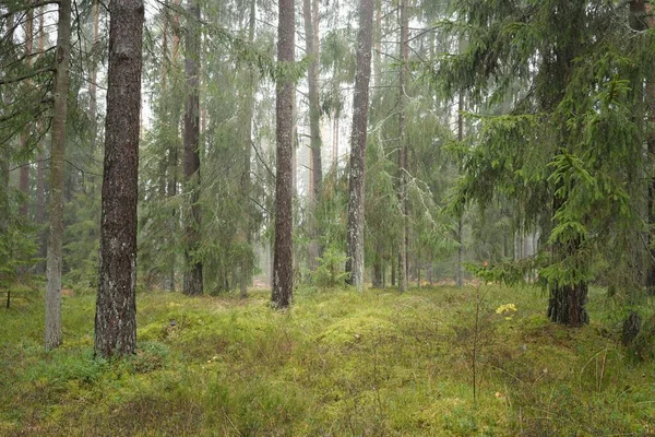 상록수 소나무와 가문비나무 양치류 부드러운 생태계 스웨덴 스칸디나비아 — 스톡 사진