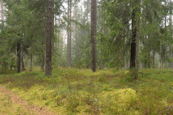 Vista Panorámica Del Majestuoso Bosque Siempreverde Poderosos Pinos Abetos Musgos —  Fotos de Stock