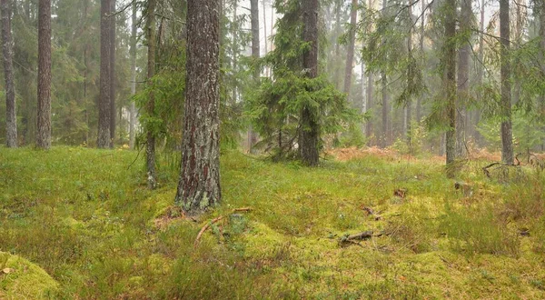 Görkemli Evergreen Ormanı 'nın panoramik manzarası. Güçlü çam ve çam ağaçları, yosun, eğrelti otu, bitkiler. Sis, sis, yumuşak güneş ışığı. Atmosferik manzara. Doğa, çevre, ekoloji. İsveç, İskandinavya