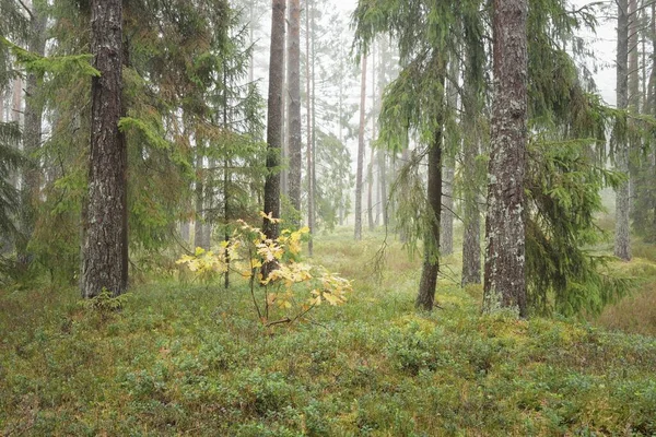 Görkemli Evergreen Ormanı 'nın panoramik manzarası. Güçlü çam ve çam ağaçları, yosun, eğrelti otu, bitkiler. Sis, sis, yumuşak güneş ışığı. Atmosferik manzara. Doğa, çevre, ekoloji. İsveç, İskandinavya