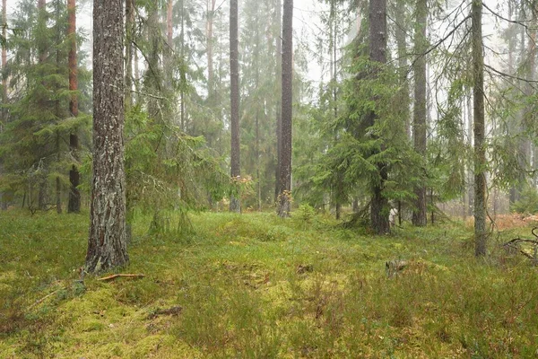 Görkemli Evergreen Ormanı 'nın panoramik manzarası. Güçlü çam ve çam ağaçları, yosun, eğrelti otu, bitkiler. Sis, sis, yumuşak güneş ışığı. Atmosferik manzara. Doğa, çevre, ekoloji. İsveç, İskandinavya