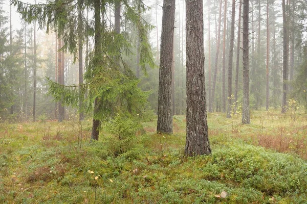 Görkemli Evergreen Ormanı 'nın panoramik manzarası. Güçlü çam ve çam ağaçları, yosun, eğrelti otu, bitkiler. Sis, sis, yumuşak güneş ışığı. Atmosferik manzara. Doğa, çevre, ekoloji. İsveç, İskandinavya