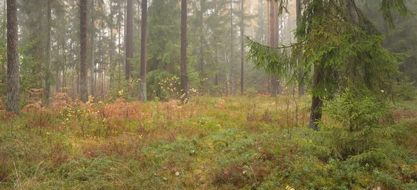 Sonsuz yeşil ormanın içinden geçen yol. Güçlü çam ve çam ağaçları, altın eğreltiotu yaprakları, yosunlar, bitkiler. Yumuşak güneş ışığı. Atmosferik manzara. Sonbahar renkleri. Doğa, mevsimler, ekoloji, ekotuizm