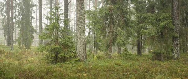 Görkemli Evergreen Ormanı 'nın panoramik manzarası. Güçlü çam ve çam ağaçları, yosun, eğrelti otu, bitkiler. Sis, sis, yumuşak güneş ışığı. Atmosferik manzara. Doğa, çevre, ekoloji. İsveç, İskandinavya