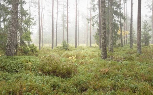 Görkemli Evergreen Ormanı 'nın panoramik manzarası. Güçlü çam ve çam ağaçları, yosun, eğrelti otu, bitkiler. Sis, sis, yumuşak güneş ışığı. Atmosferik manzara. Doğa, çevre, ekoloji. İsveç, İskandinavya