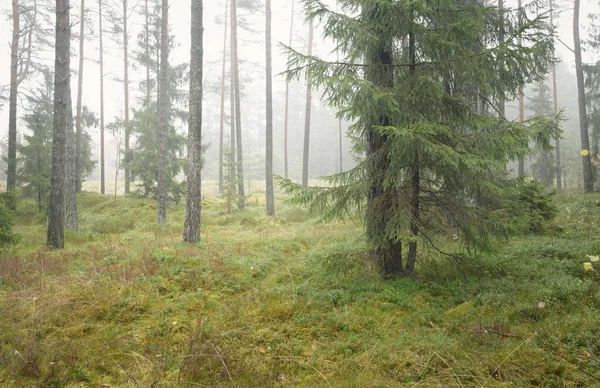 Görkemli Evergreen Ormanı 'nın panoramik manzarası. Güçlü çam ve çam ağaçları, yosun, eğrelti otu, bitkiler. Sis, sis, yumuşak güneş ışığı. Atmosferik manzara. Doğa, çevre, ekoloji. İsveç, İskandinavya