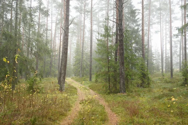 Sentiero Attraverso Maestosa Foresta Sempreverde Potenti Pini Abeti Rossi Muschio — Foto Stock