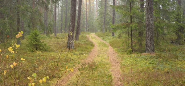Görkemli Evergreen Ormanı 'na giden yol. Güçlü çam ve çam ağaçları, yosun, eğrelti otu, bitkiler. Sis. Bulutlu bir gün. Atmosferik manzara. Doğa, çevre, ekoloji. İsveç, İskandinavya