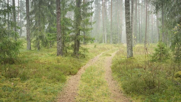 Görkemli Evergreen Ormanı 'na giden yol. Güçlü çam ve çam ağaçları, yosun, eğrelti otu, bitkiler. Sis. Bulutlu bir gün. Atmosferik manzara. Doğa, çevre, ekoloji. İsveç, İskandinavya