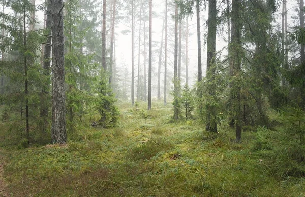 Panoramic View Majestic Evergreen Forest Mighty Pine Spruce Trees Moss — Stok fotoğraf